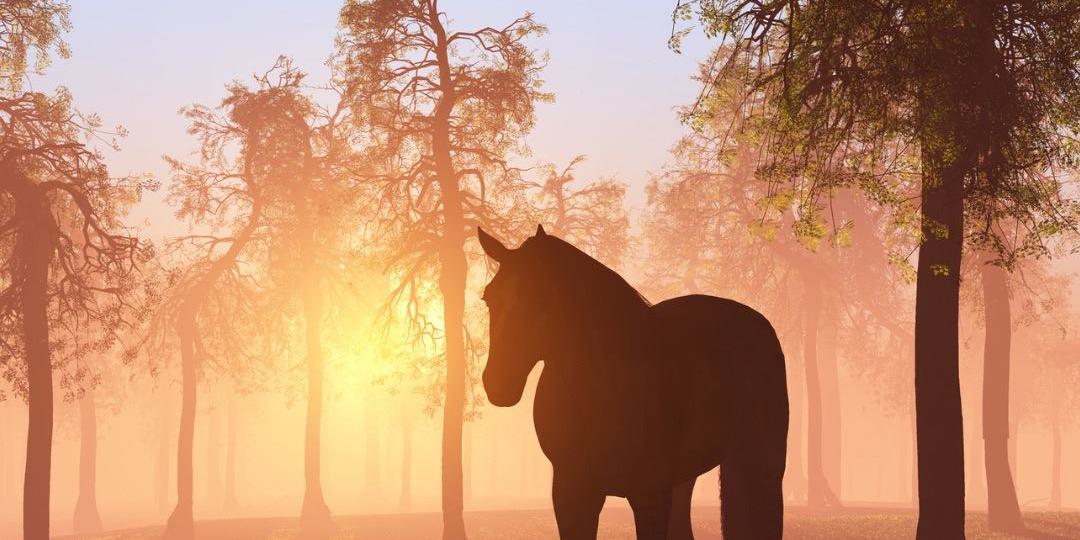 Waldkräfte für unsere Pferde und wie Du sie nutzen kannst 